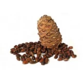 Cedar nuts