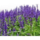 Common sage