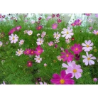 Cosmos