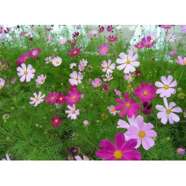 Cosmos