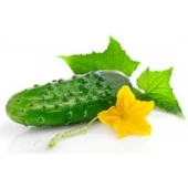 Cucumber / squash / eggplant (12)
