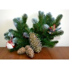 Far East cedar cone