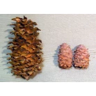 Far East cedar cone