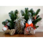 Far East cedar cone
