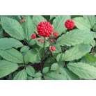 Ginseng roots, 100 g