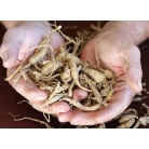 Ginseng roots, 100 g
