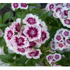 Sweet-william (dianthus barbatus)