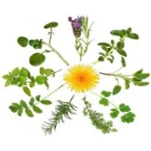 Medicinal / culinary plants (36)