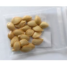 Squash (patisson) white