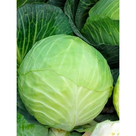 Cabbage Belorussia