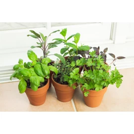 Spicy Herbs Kitchen garden kit
