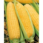 Corn sugar