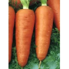 Carrot "Chantenay"