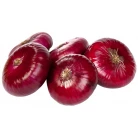 Yalta onion