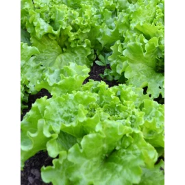 Salad "Odessa curly"