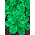 Spinach Robust