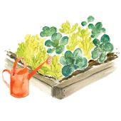 Garden starter kits