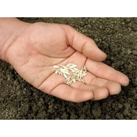 Grow Easy Seeds starter kit