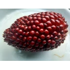 Strawberry corn