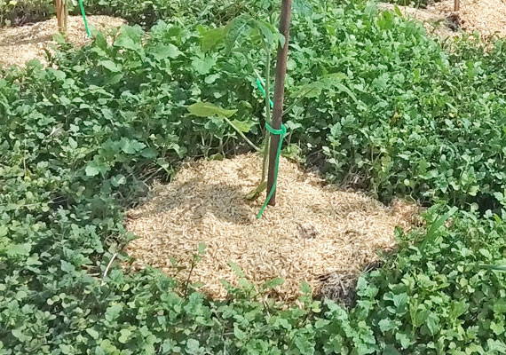 Natural (no dig) way to plant tomatoes              