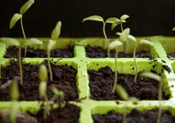 How to grow from seeds and seedlings              