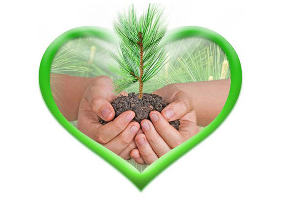 Plant a cedar!                 