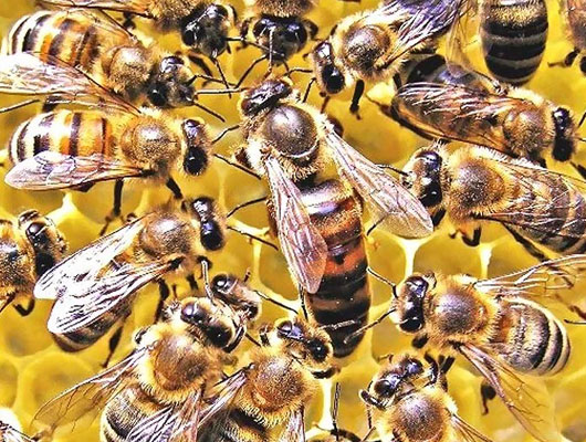 Bacteria help to increase bees productivity             