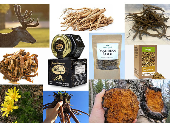  Natural Healing Treasures of Russia: Herbal Remedies for Body and Spirit               