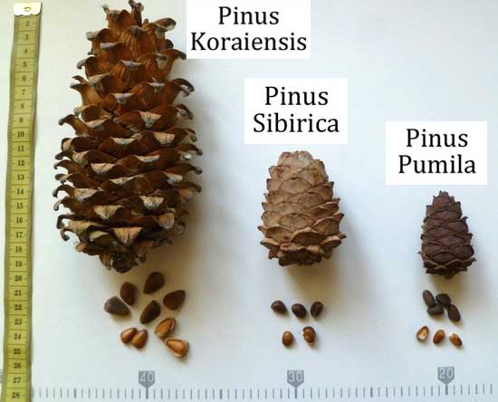 pinus_all.jpg